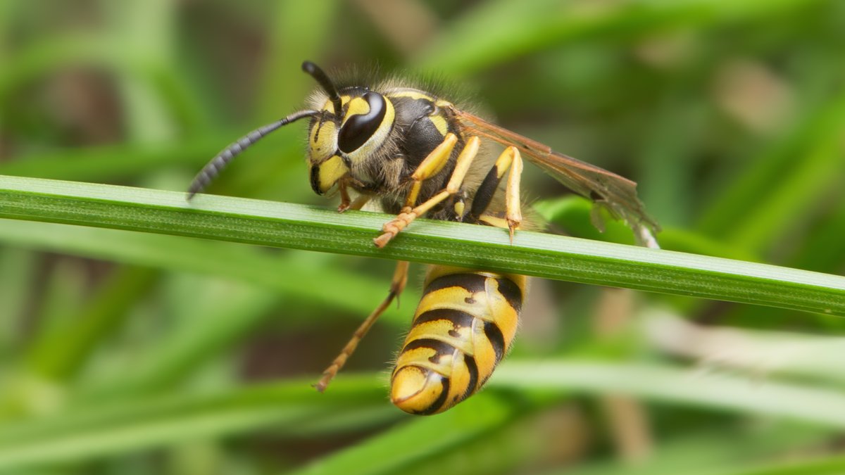 European Wasp (Vespula germanica) resting on a blade of grass