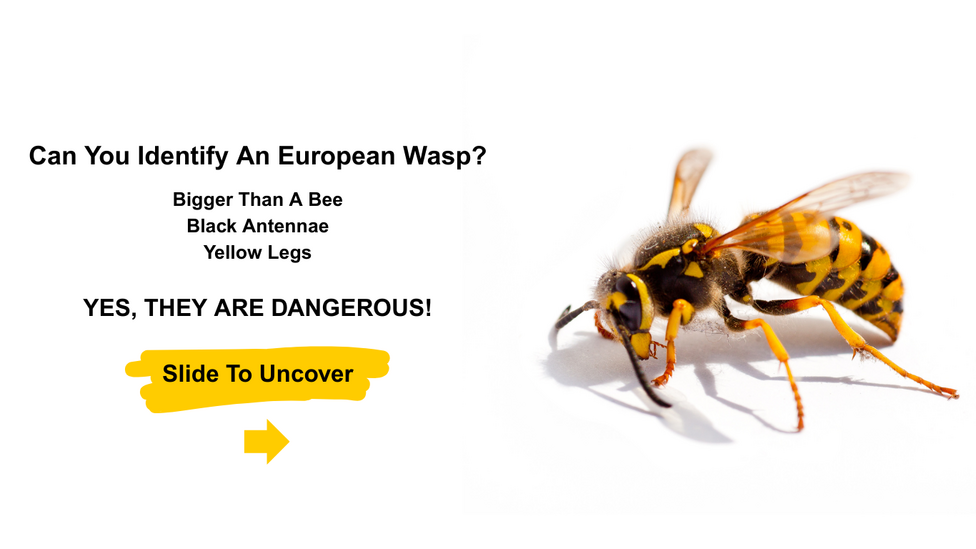 European Wasp identification: bigger than a bee, black antennae, yellow legs. Yes, they are dangerous.