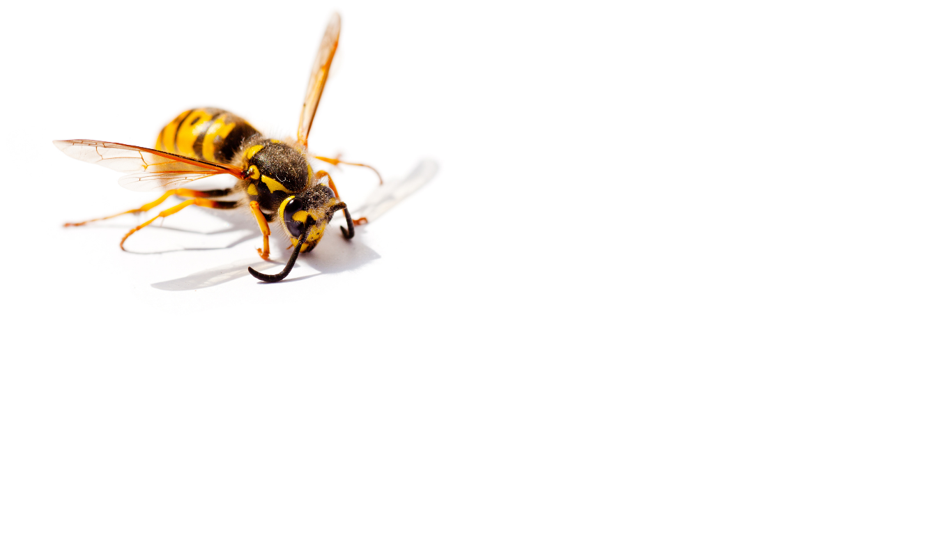 European Wasp
